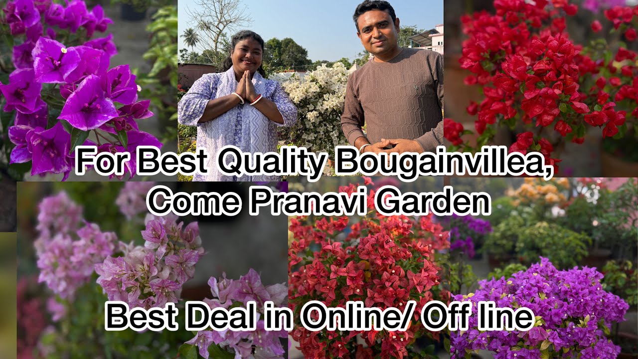 Pranavi Garden for Bougainvillea Plants