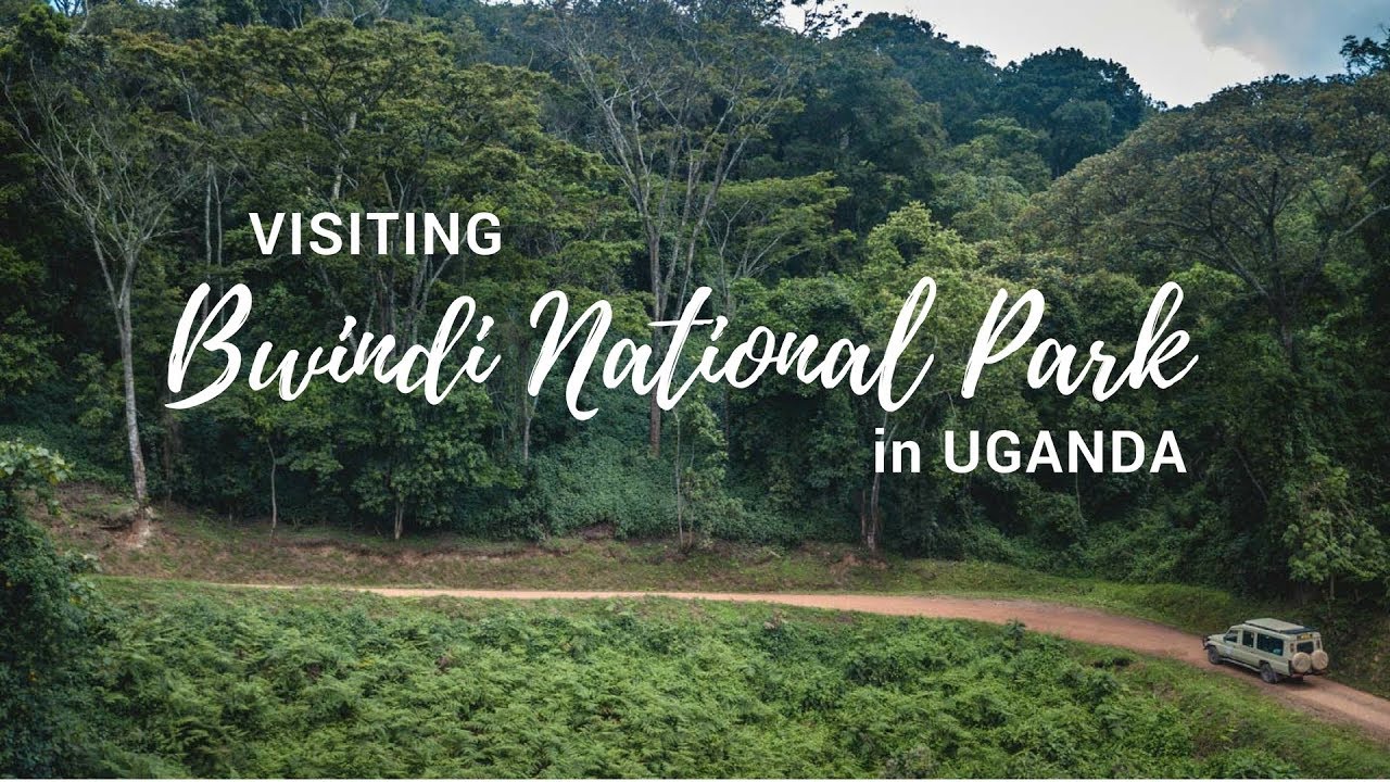 Exploring Bwindi Impenetrable National Park | Gorilla Safari Lodge | Uganda