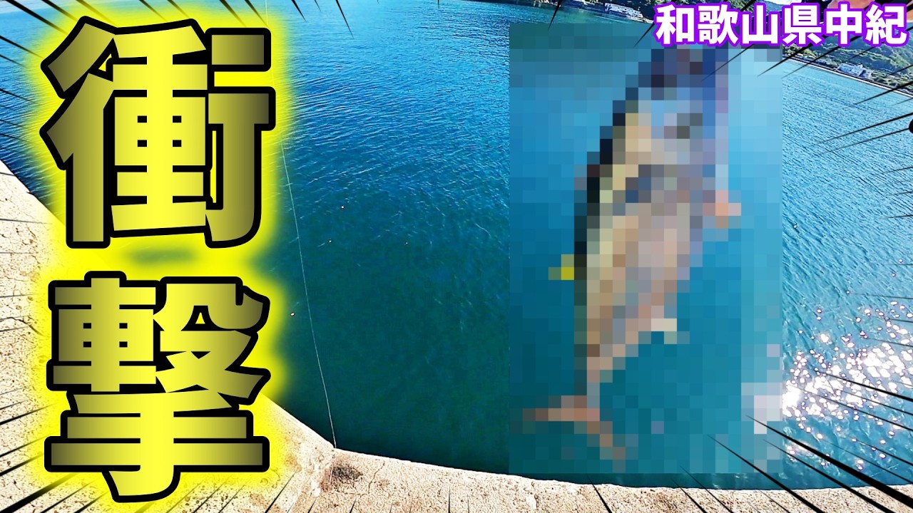 【衝撃】【和歌山】堤防でとんでもない魚が！最大４m超のあの魚！