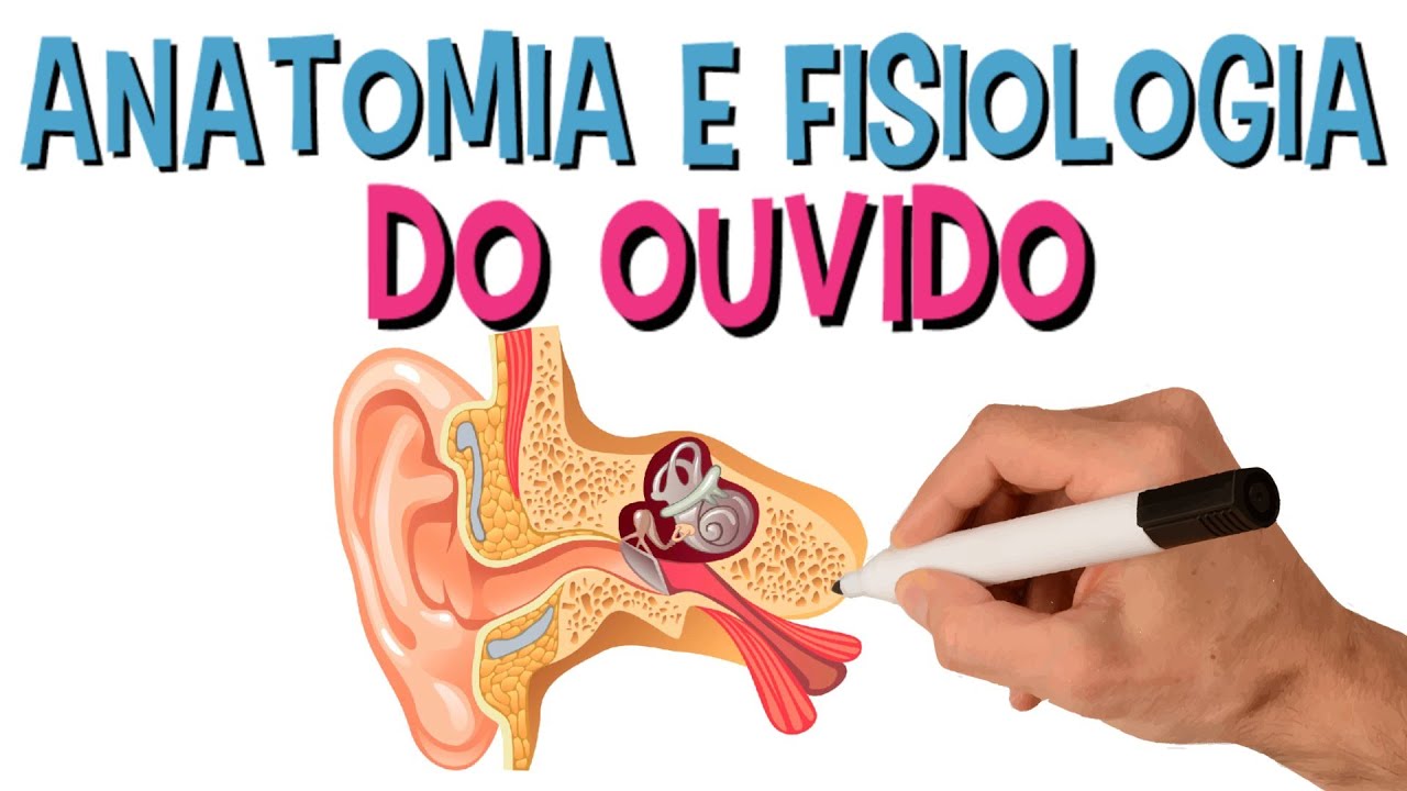 Anatomia e Fisiologia do Sistema Auditivo | Audi&ccedil;&atilde;o | Ouvido