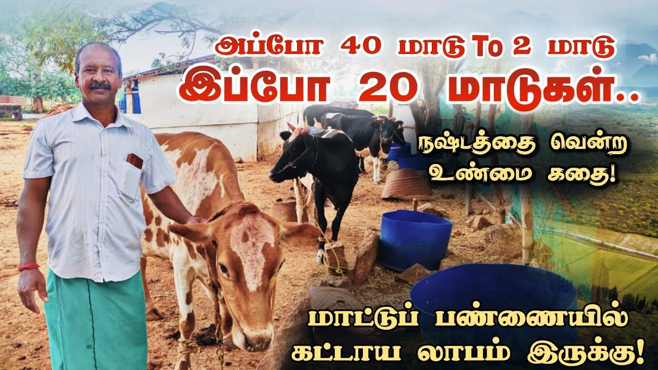 40 மாடு to 2 மாடு இப்போ 20 மாடுகள் | நஷ்டத்தில் இருந்து மீண்டவரின் வெற்றி கதை
