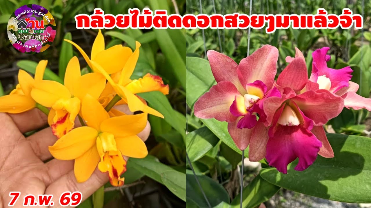 EP.807 กล้วยไม้สวยๆ เข้าเพิ่ม กล้วยไม้แคทลียา กล้วยไม้หาดูยาก #กล้วยไม้ #orchid 