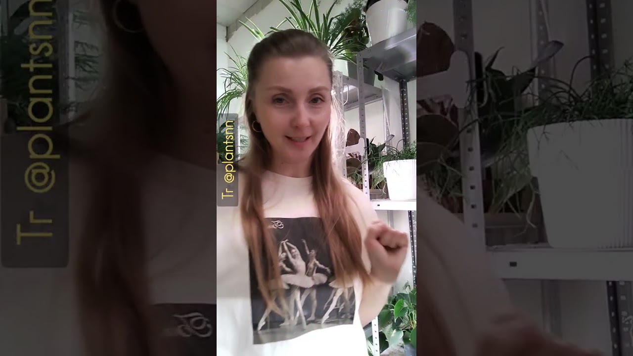 Несколько неприхотливых растений для вашего дома или офиса. 