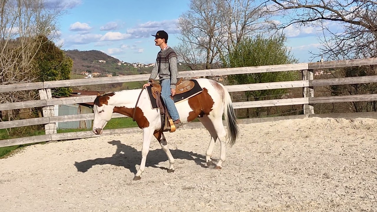 OTTOVOLANTE R - 2019 Bay Tovero stallion | Paint Horse Stallion