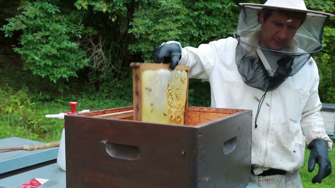 18 Volk drohnenbrütig saniert mit neuer Königin Teil 2