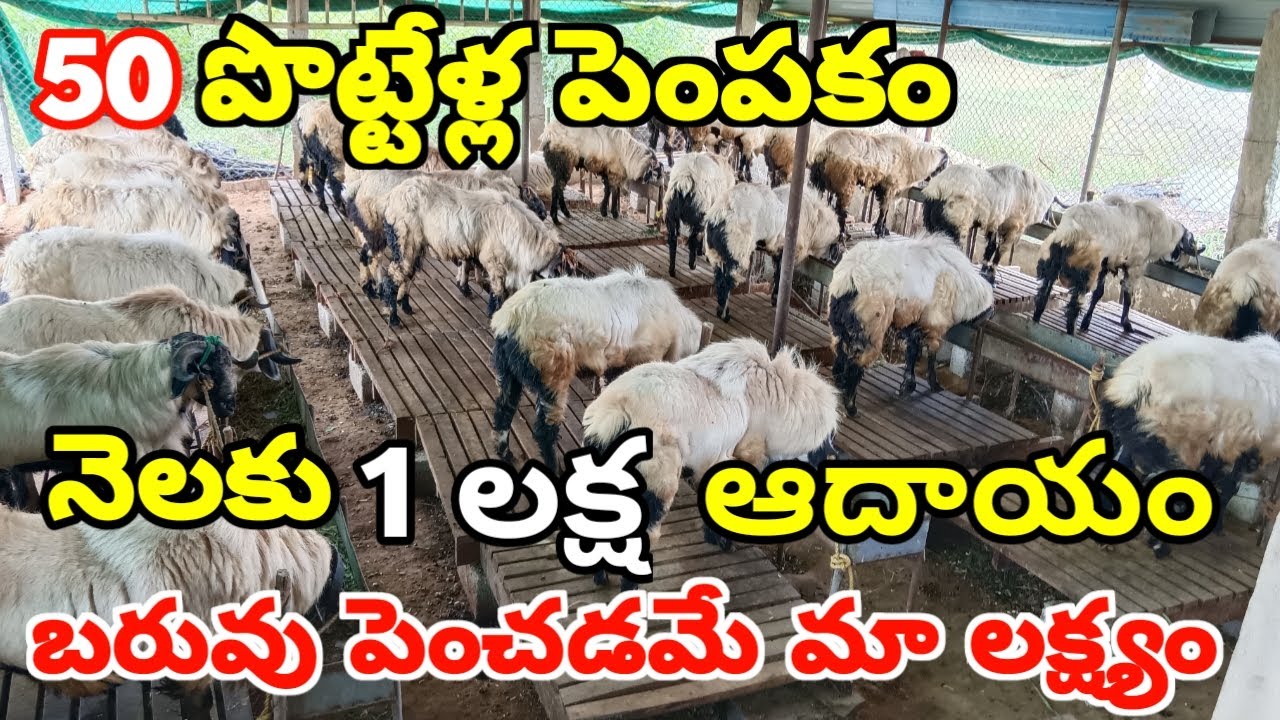 50 పొట్టేళ్ల పెంపకం!! నెలకు లక్ష ఆదాయం sheep farming in Telugu SR SHEEP FARM !! ALIKHANKRK