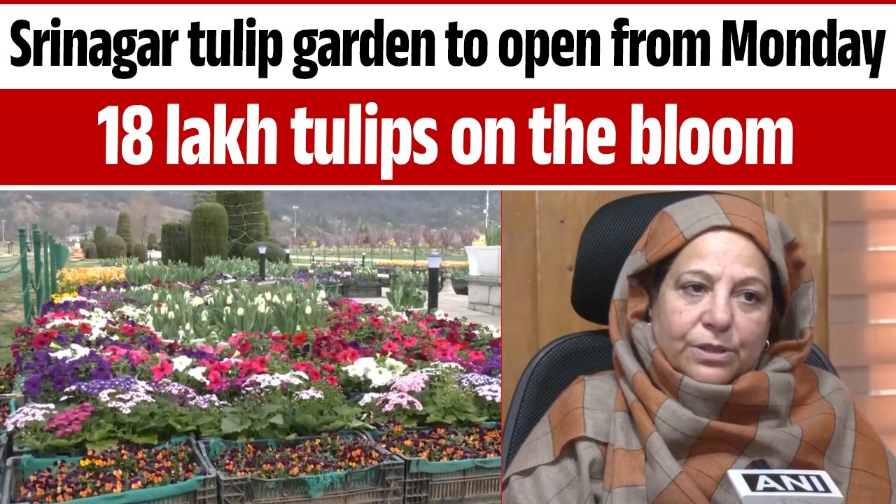 Srinagar tulip garden to open from Monday, 18 lakh tulips on the bloom