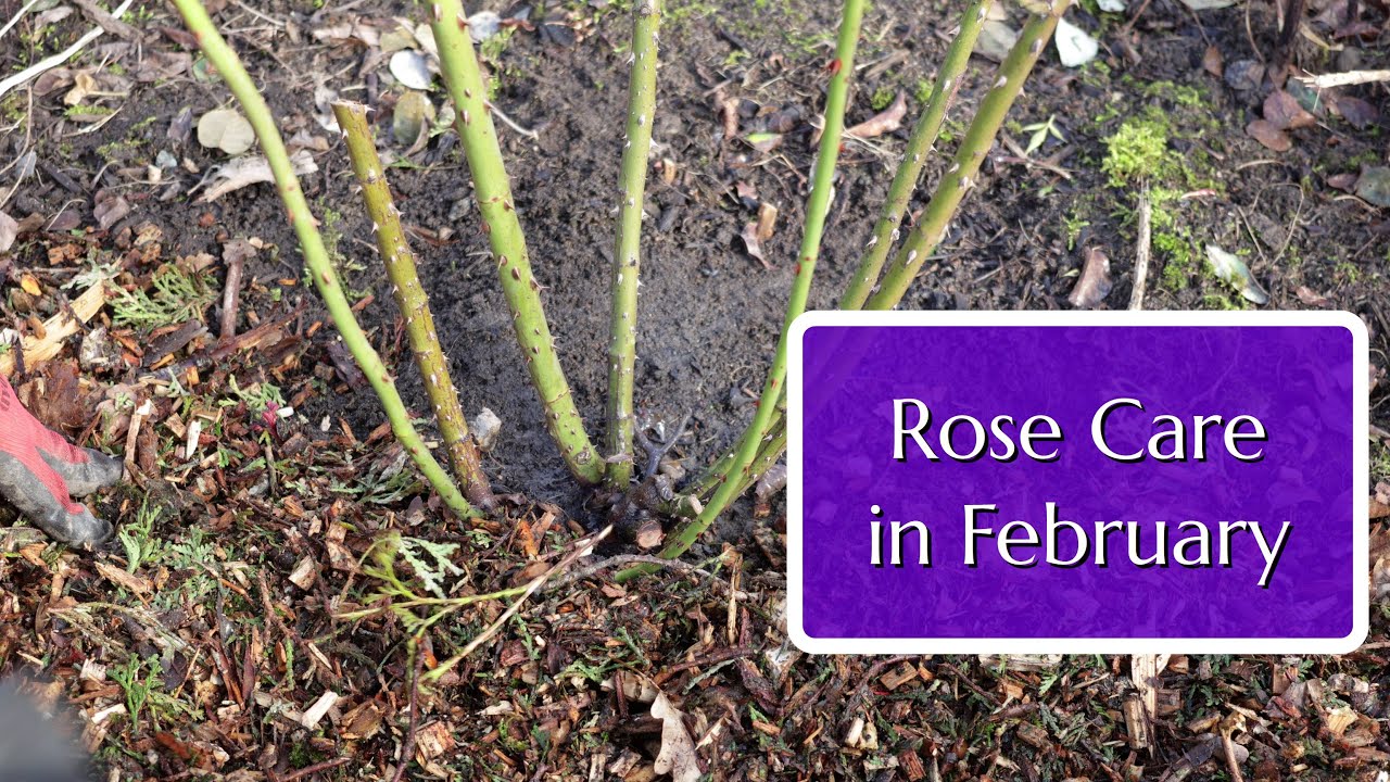 Rose Care in February