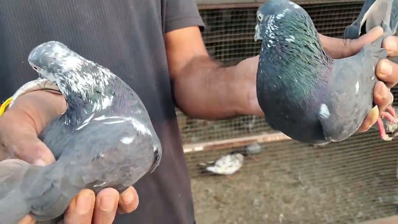  Shiva & Dipak bhai ke kabootar ka shonk (Karanja lad dist Washim Maharashtra. )