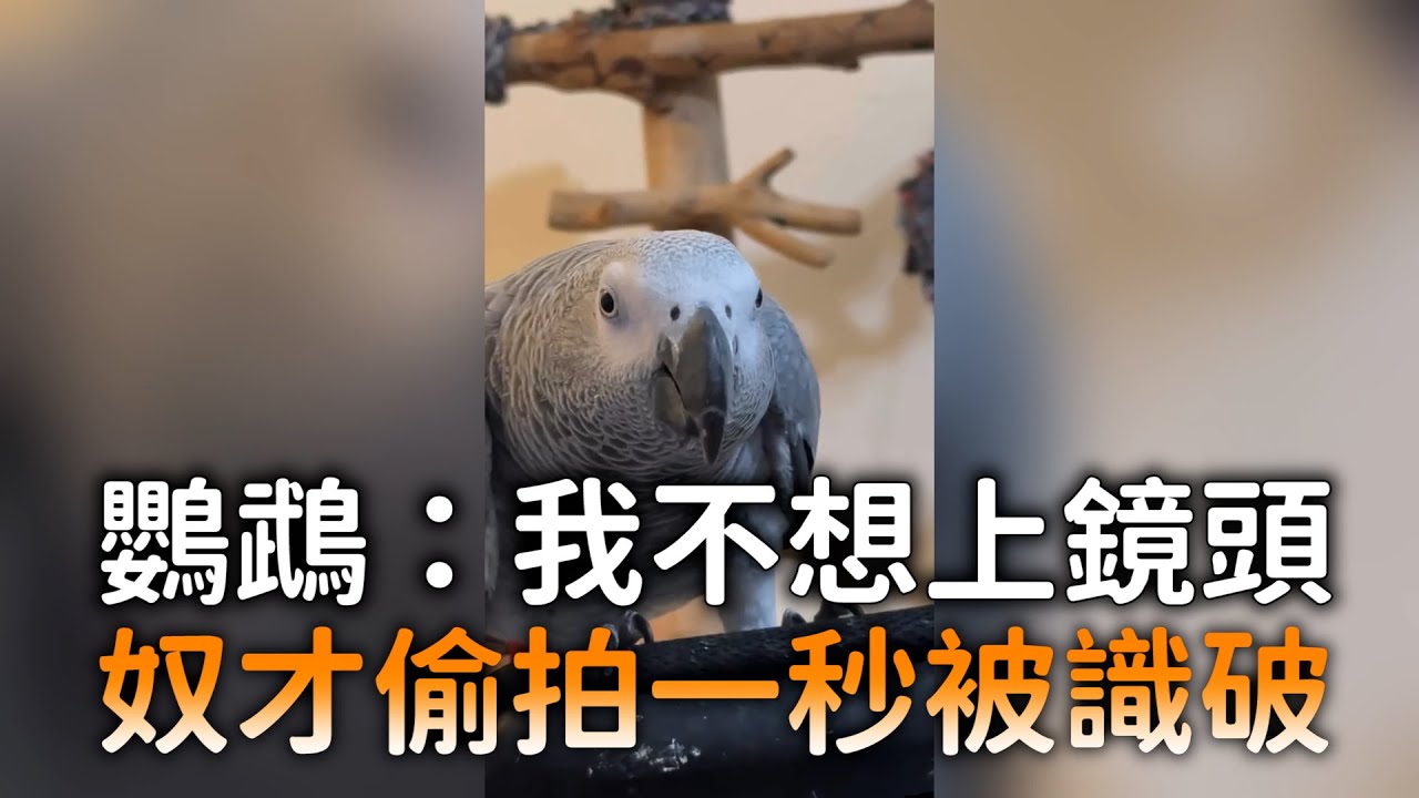 鸚鵡：我不想上鏡頭　奴才偷拍一秒被識破