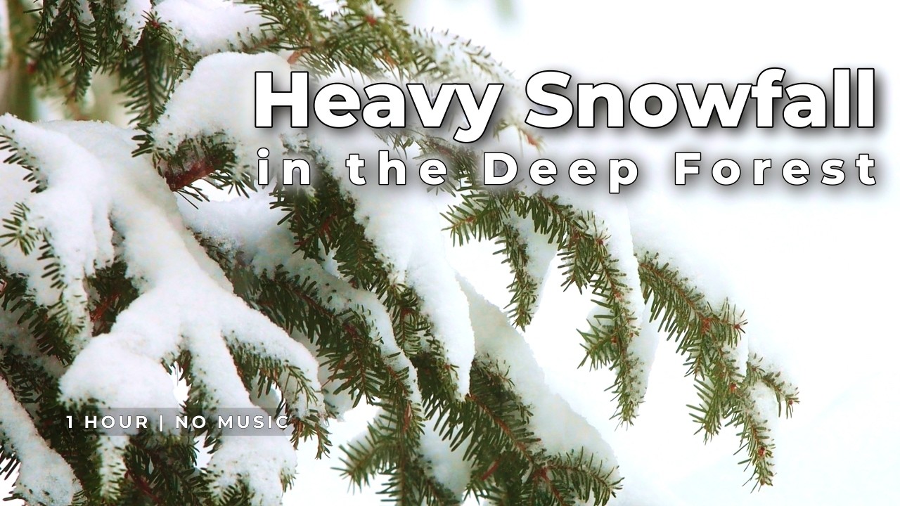 Heavy Snowfall & Winter Forest Ambience | 1 Hour Real Nature Sounds (No Music)
