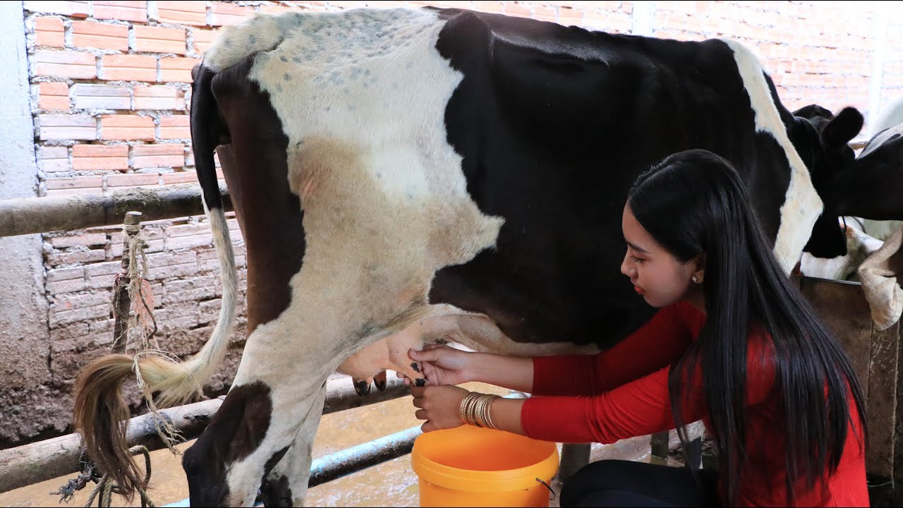 How to milk a cow by hand in my homeland