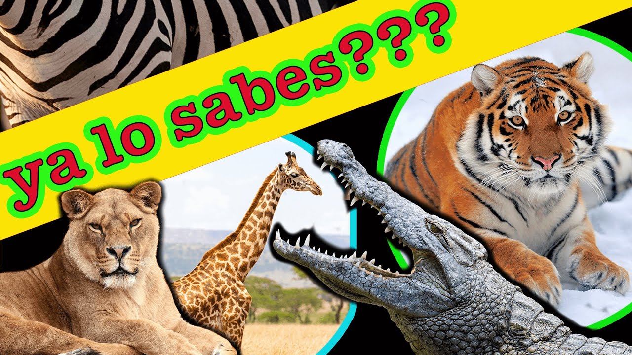 🦁  🐊LOS ANIMALES DE LA SABANA 🐘🦒 🦓 | Documentales infantiles | VIDEOS EDUCATIVOS DE NATURALEZA