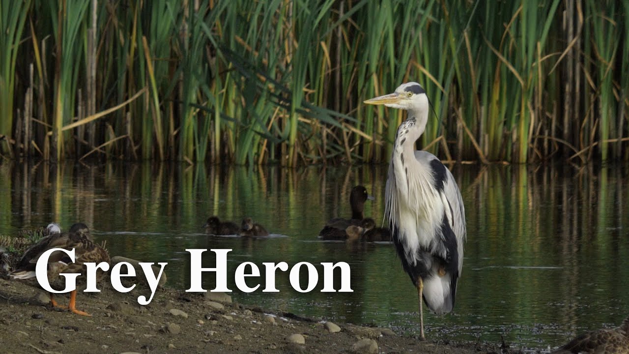 The Grey Heron