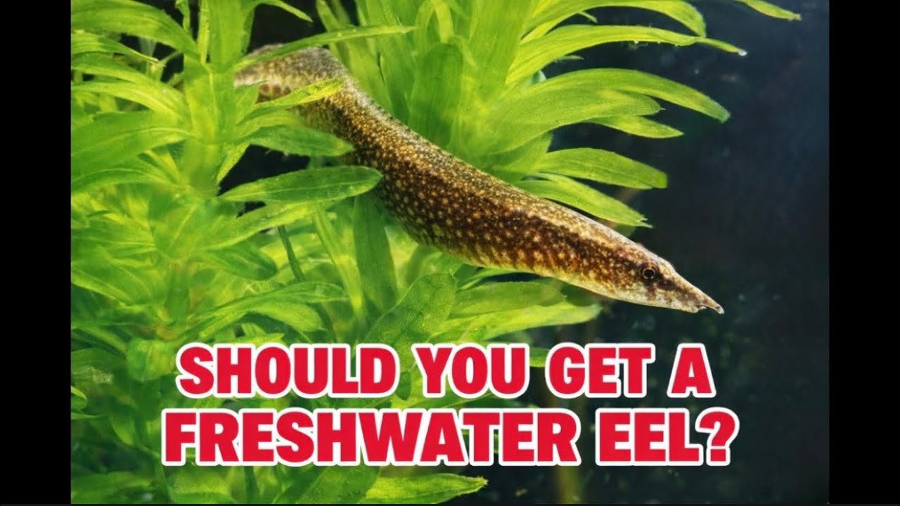 Should You Get a Freshwater Eel?