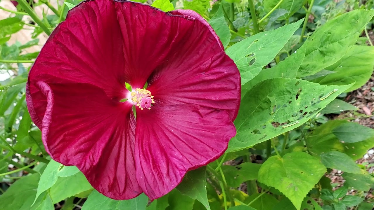 ORGANIC GARDENING! No-till Organic Soil, Flowers, Introduction Video, Garden Walk-through