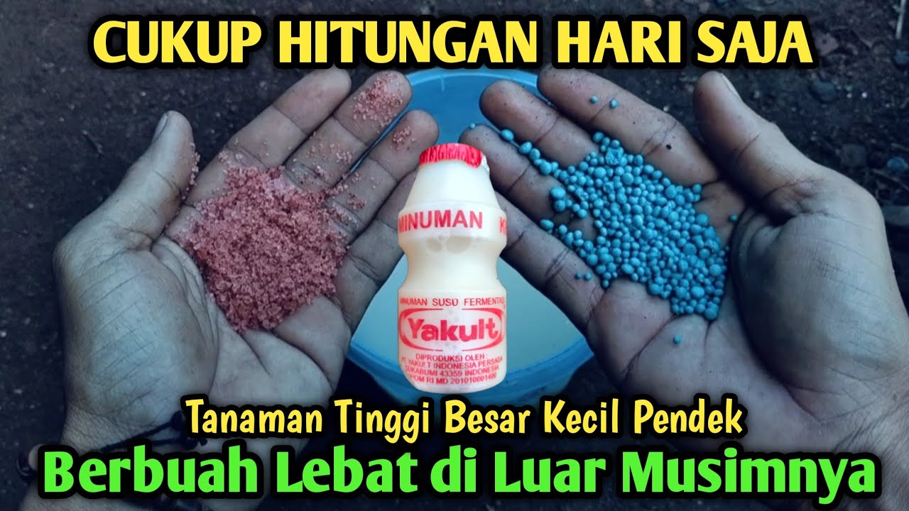 Ribuan Tanaman Besar Kecil Pendek Berbuah Lebat Diluar Musim Hanya Dengan Racikan Ini