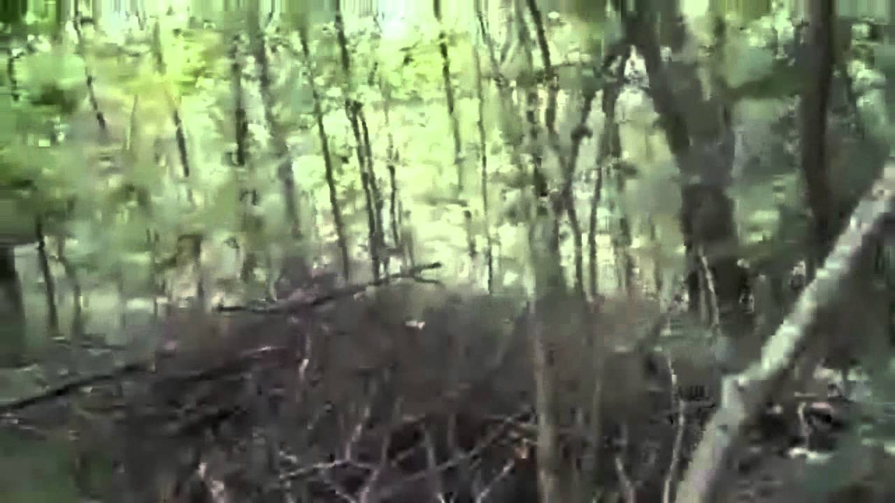 Young Sons-Maryland Airsoft Theme Song