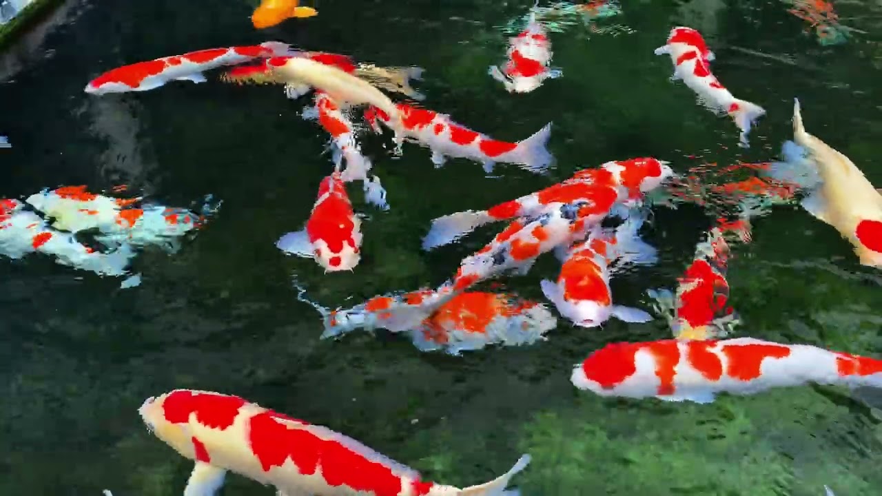 4K Relaxing Koi Fish Pond with Gentle Water Sounds 🌊🐟 | Stress Relief & Meditation