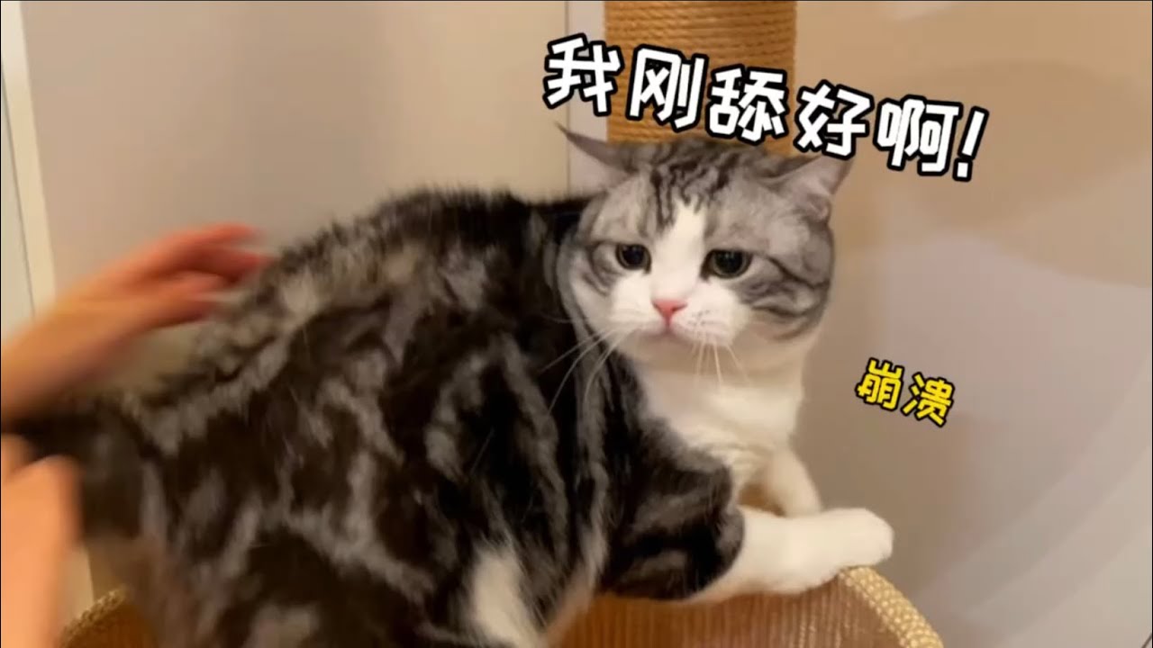 把貓剛舔好的毛弄亂，它會生氣嗎？