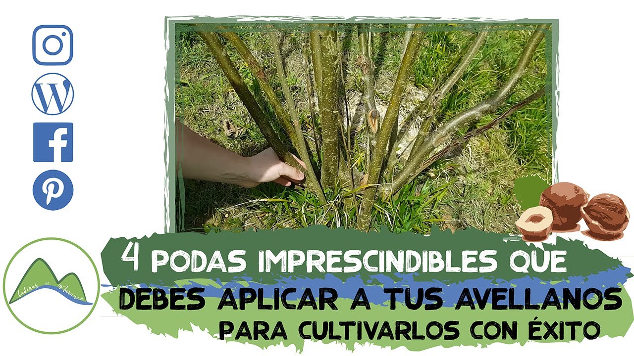 Cómo podar un avellano: 4 podas imprescindibles que debes aplicar para cultivarlos con éxito| LdN