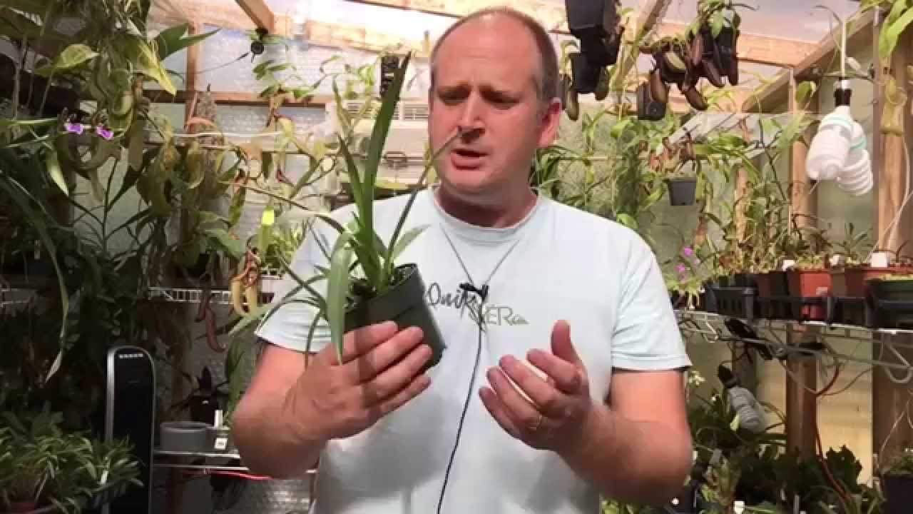 ORCHID CARE: WORKING WITH DISA ORCHIDS/ POTTING DISA ORCHIDS
