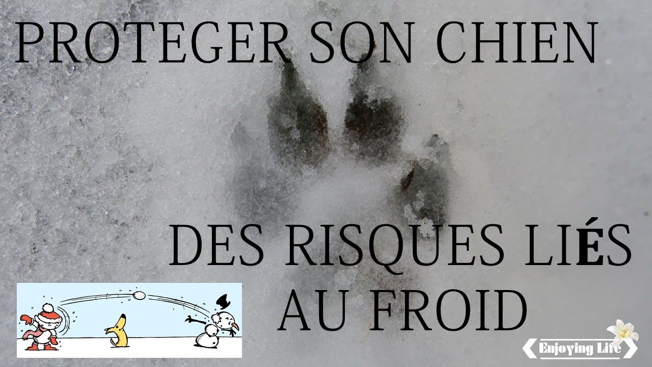 LES DANGERS DU FROID POUR MON CHIEN ✿ Enjoying Life