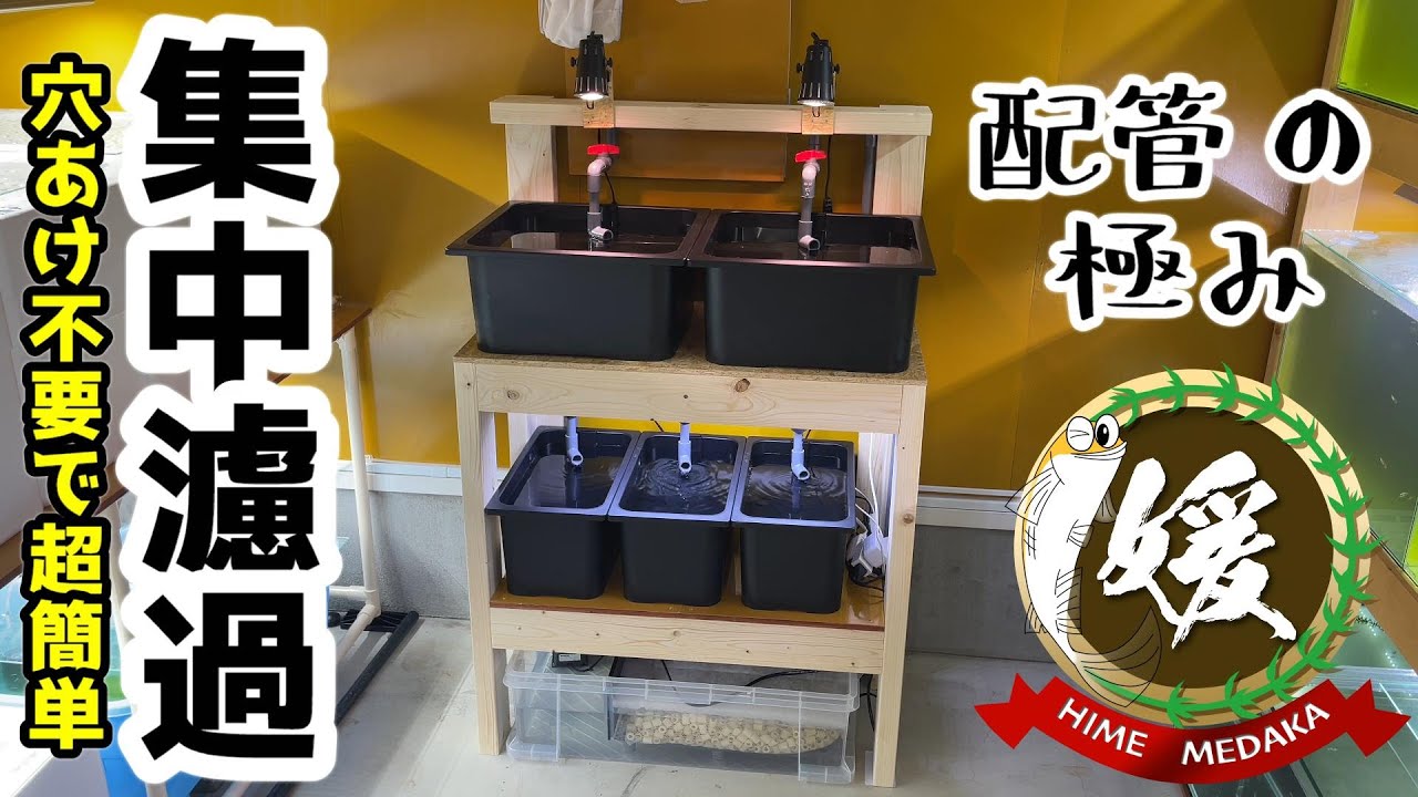 メダカの集中濾過の作り方～オーバーフロー水槽マンションbyじょうろでキレイメダカ鉢～【媛めだか/DIYアクアリウム】