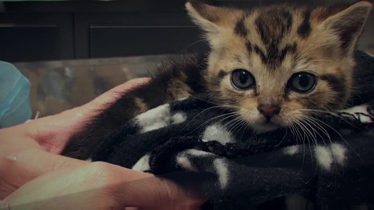 Nonprofit Animal Rescue Commercial | ARF Hamptons