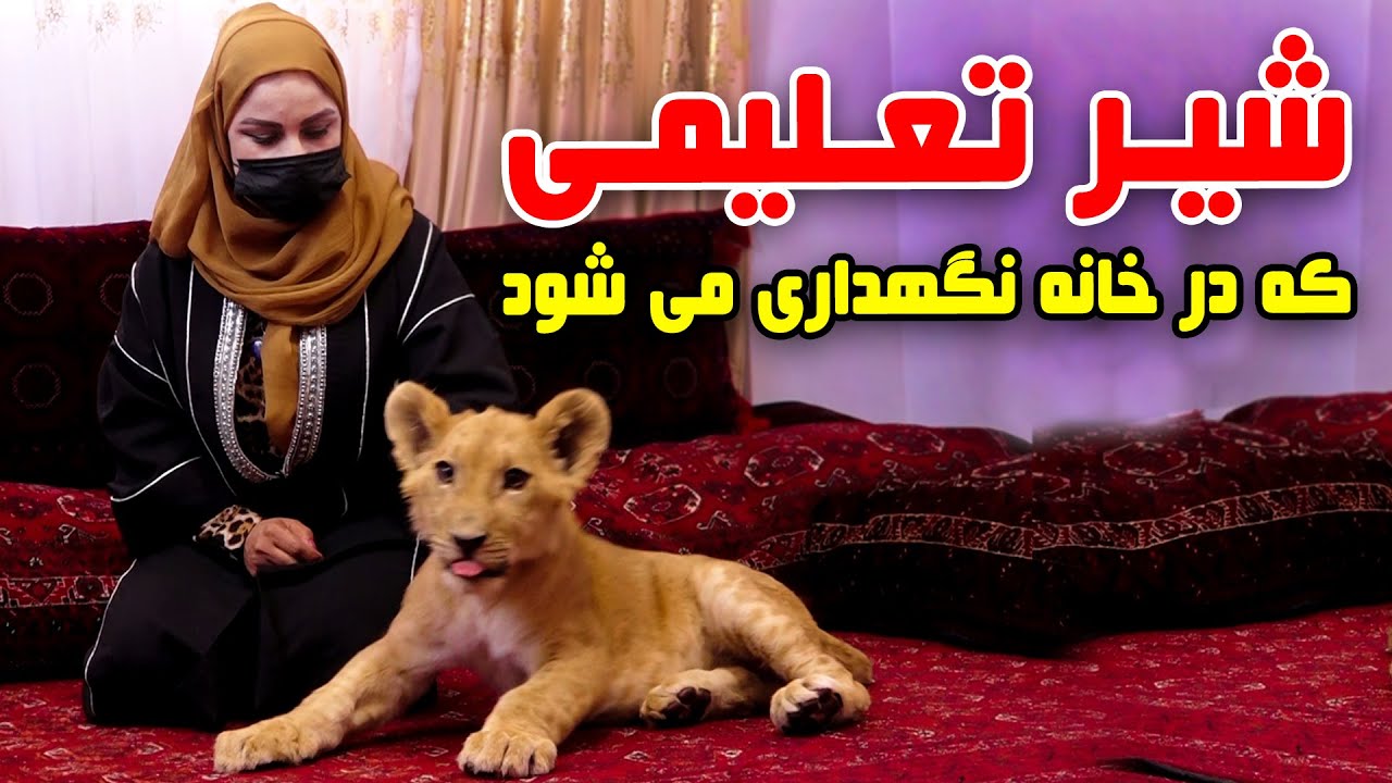 The pet lion in Freshta Azimi report / شیر خانگی در گزارش فرشته عظیمی 🦁🏠