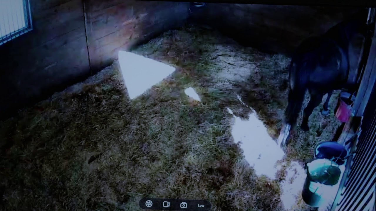 Foal Watch Live Cam 02.08.2026
