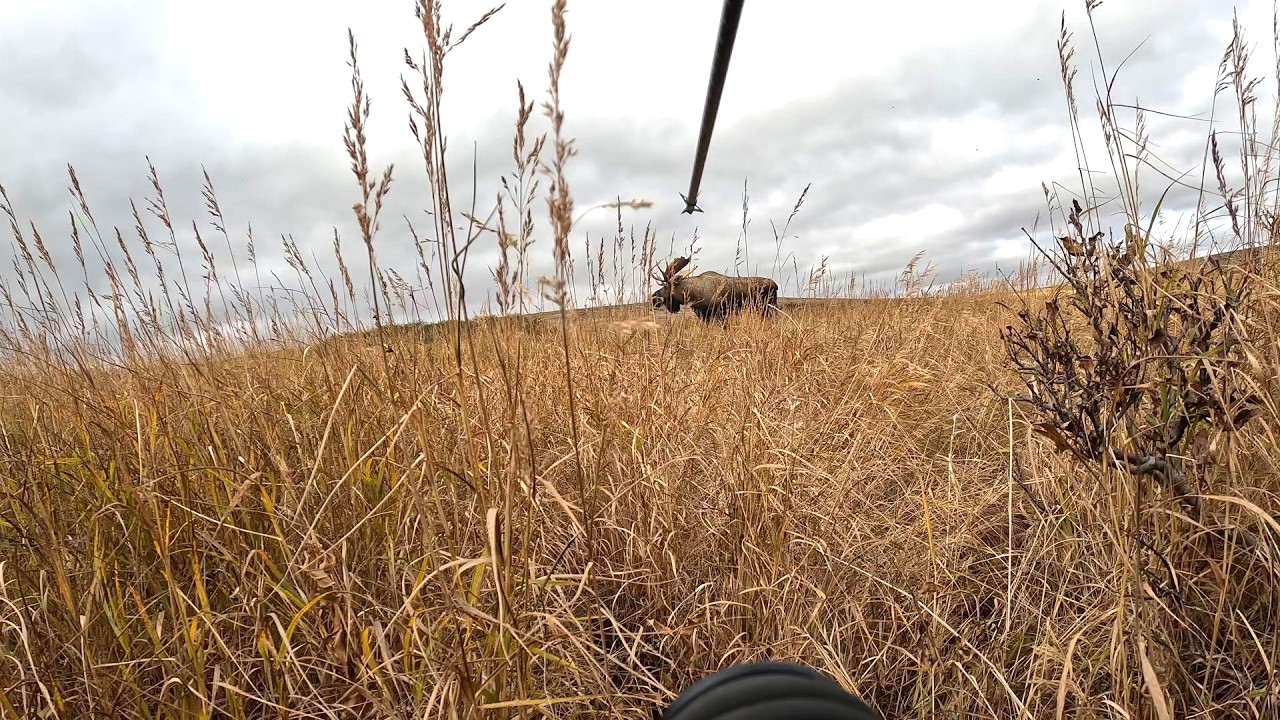 Searching for Alaskan Bull Moose