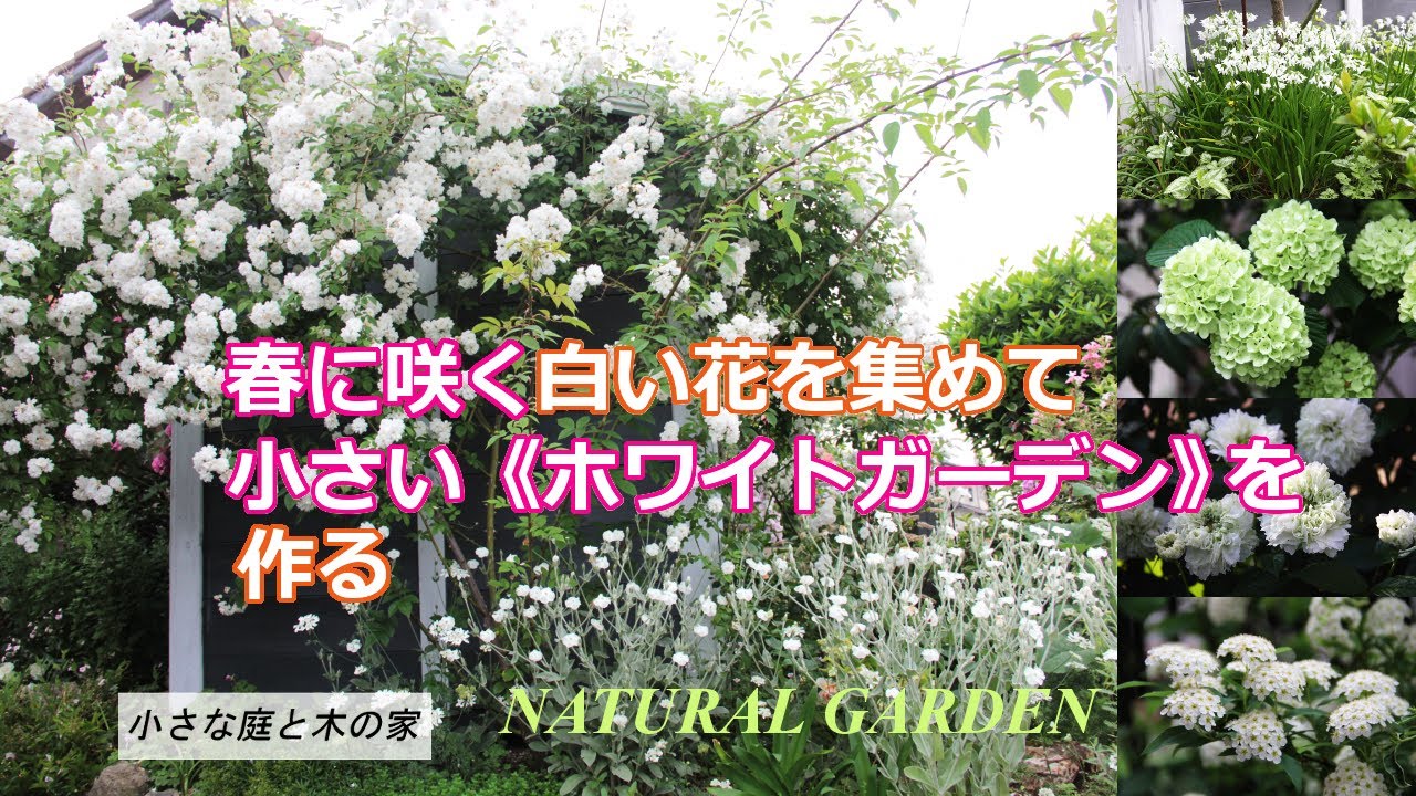 春に咲く白い花を集めて小さなホワイトガーデンを作る