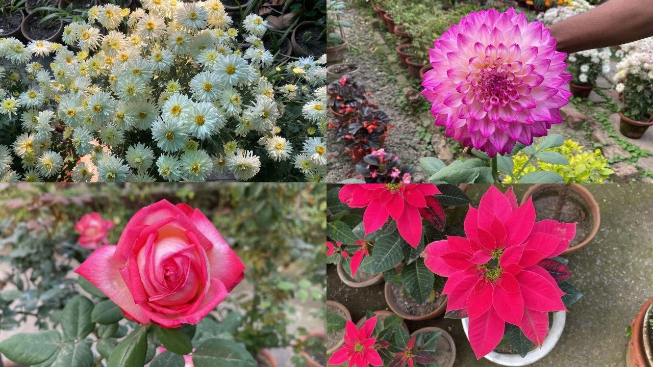 Winter Season Flower Plant | Techngarden