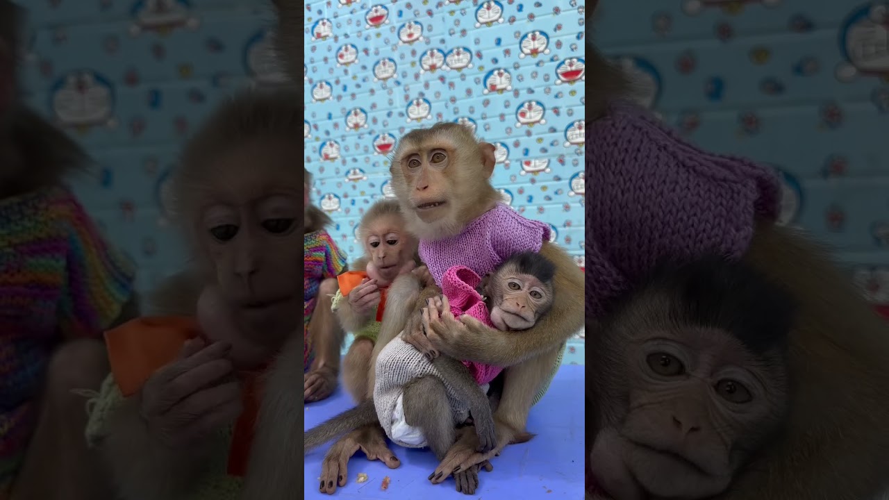 Baby  monkey sleeping in Sam's arm #shorts