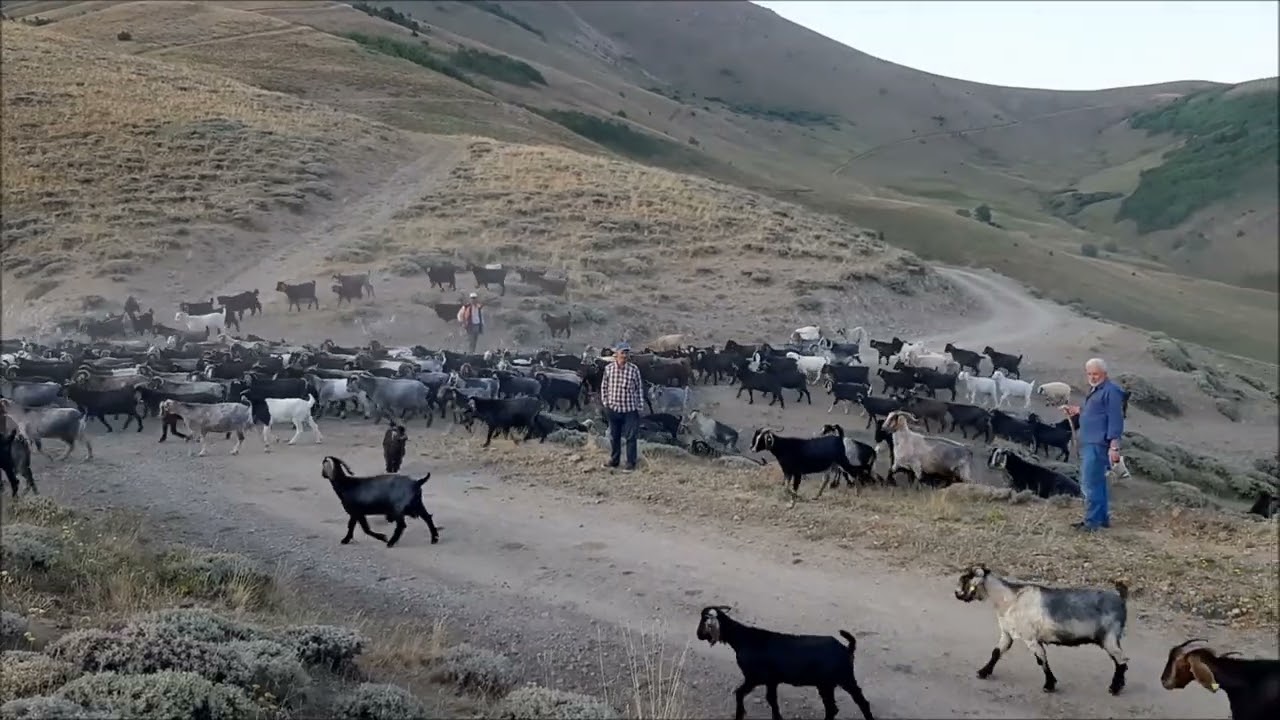 KEKİK KOKULU YAYLAMIZDA GEZİYORUZ..