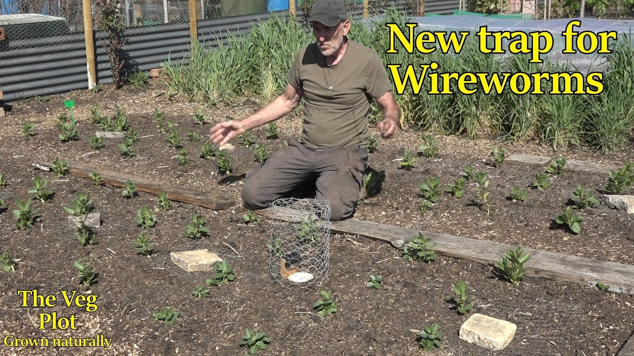 wireworms a new trap to prevent them and IT WORKS!