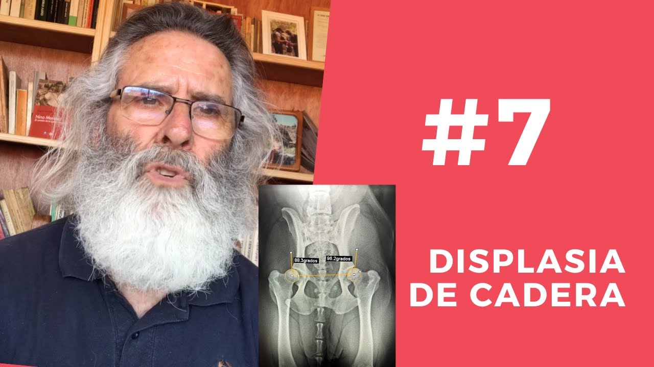 El GRAVE problema de la DISPLASIA de CADERA en el PRESA CANARIO | Manuel Curtó Gracia