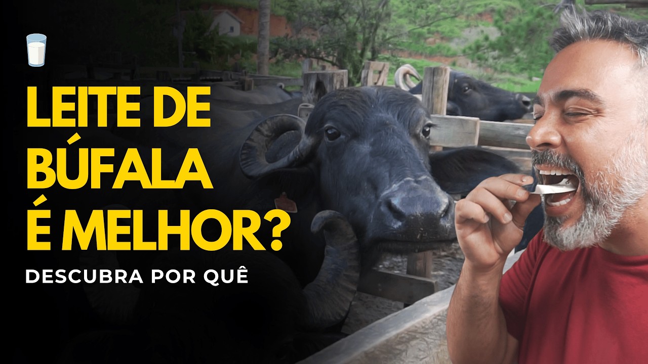 Os benefícios surpreendentes dos derivados do leite de búfala