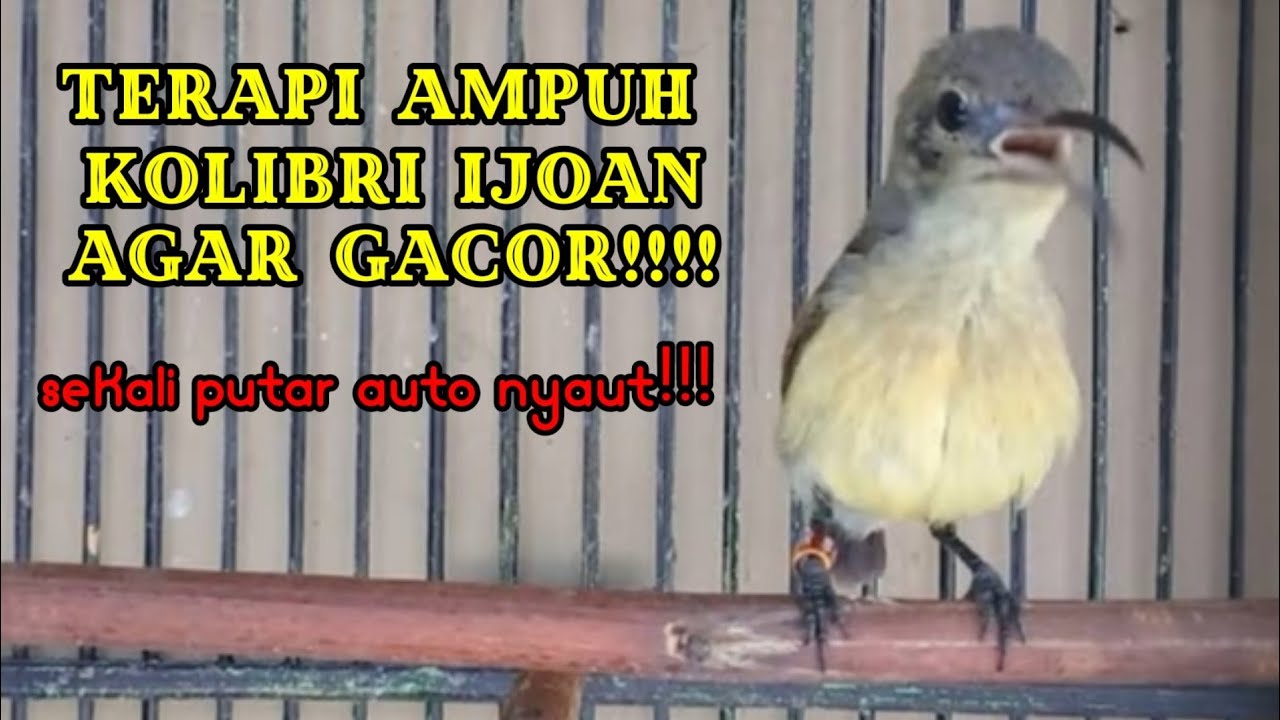TERAPI KOLIBRI AGAR IKUT GACOR!!!COCOK BUAT PANCINGAN KONIN IJOAN trotol 