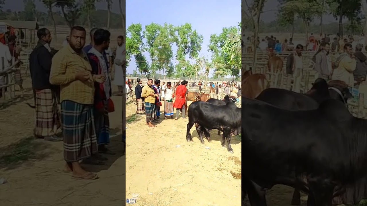 আজকের দিনের ফানি ভিডিও 🙆‍♂️😄🤣😁