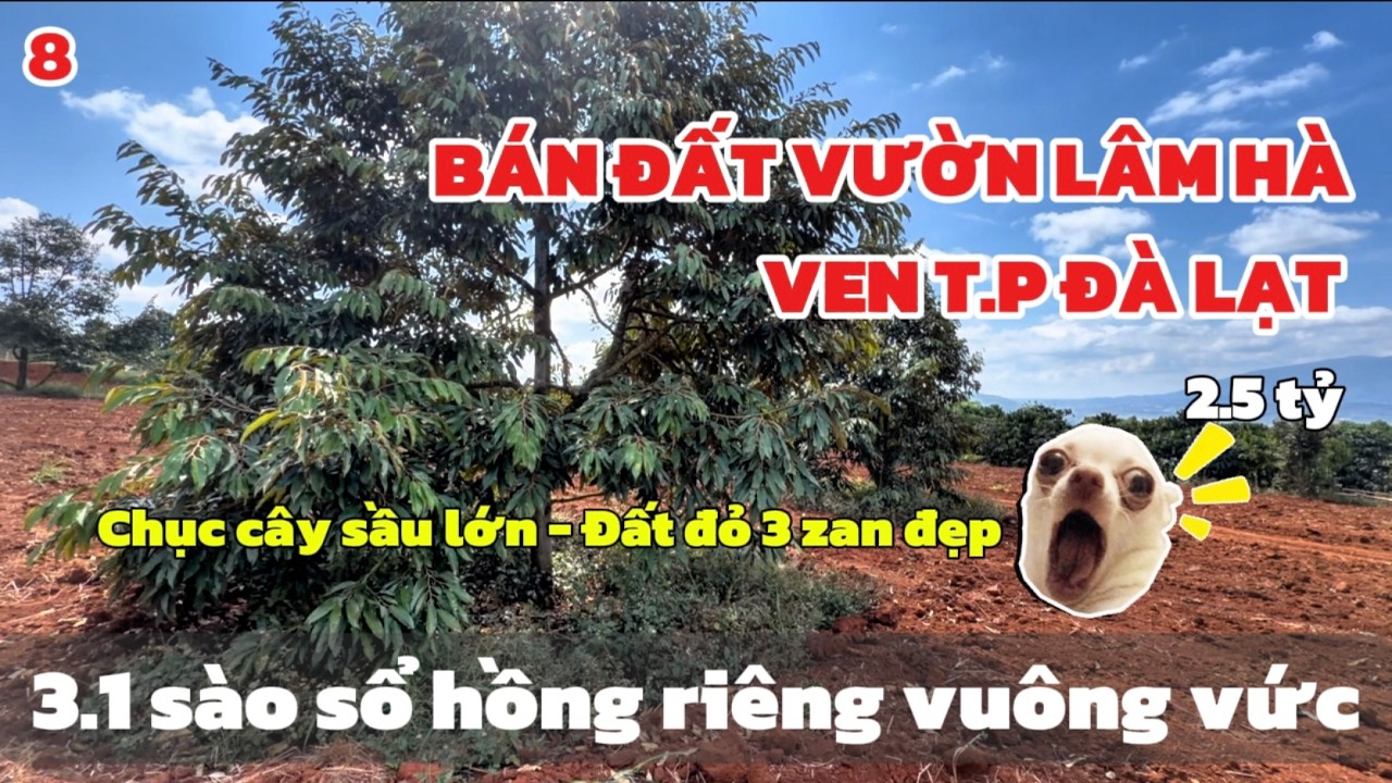 Bán Vườn Lâm Hà Hơn 3,1 Sào 🌿 Đất 3 Zan Đẹp | Sẵn Chục Gốc Sầu Riêng Lớn