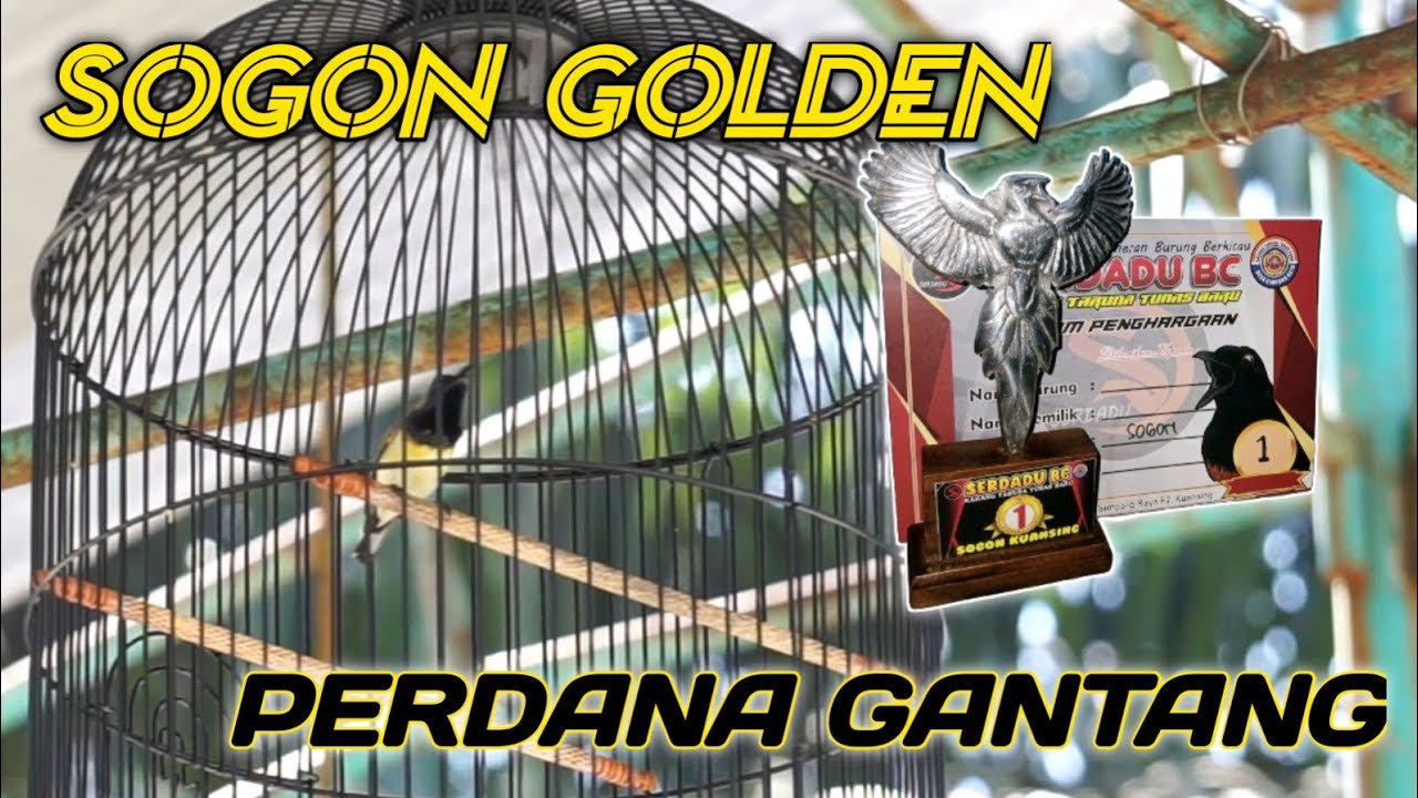 SOGON GOLDEN PERDANA GANTANG LANGSUNG PODIUM 1 DIEVENT SERDADU BC