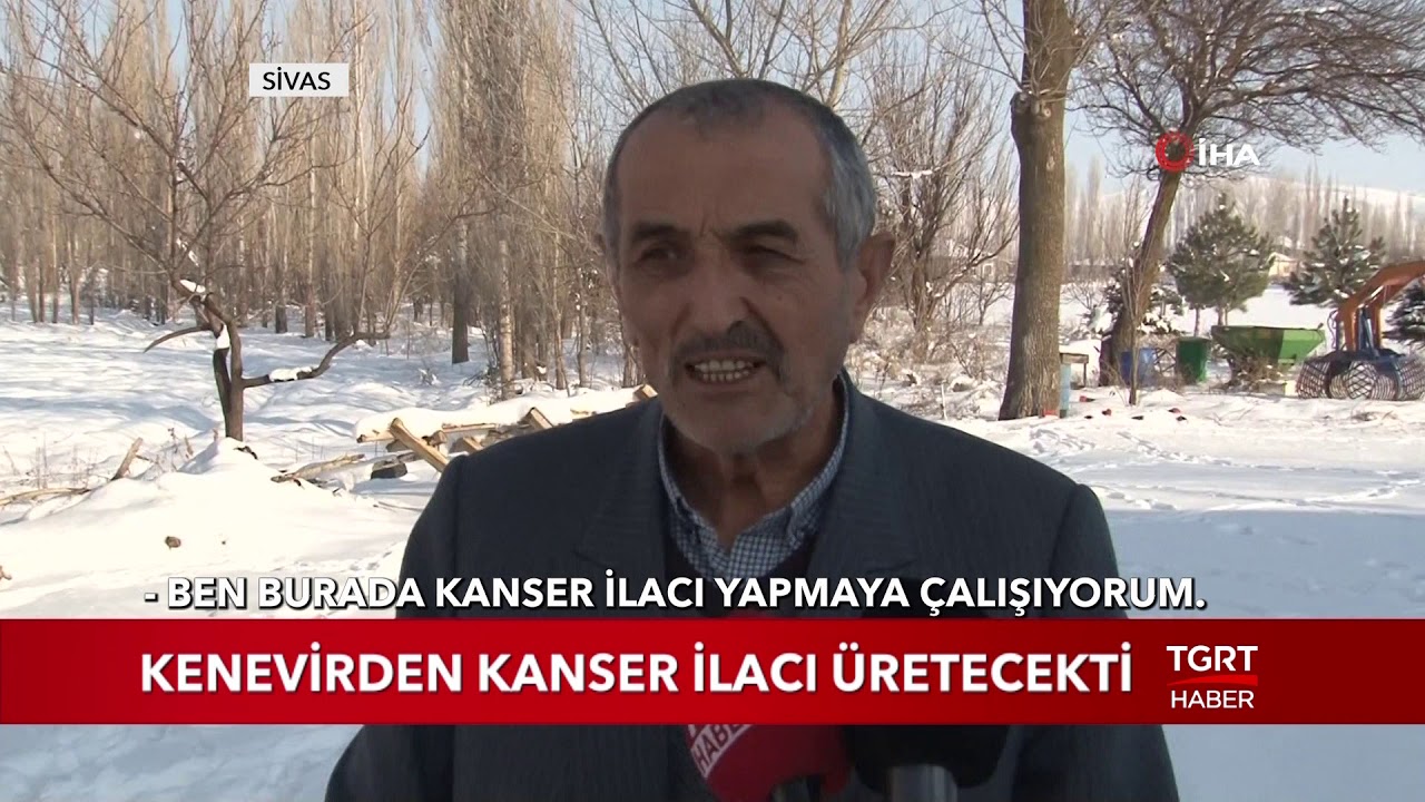 Kenevirden Kanser İlacı Üretecekti, Başına Gelmeyen Kalmadı!