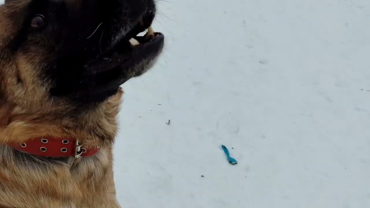 Опасная дорога! Овчарки на свободе 