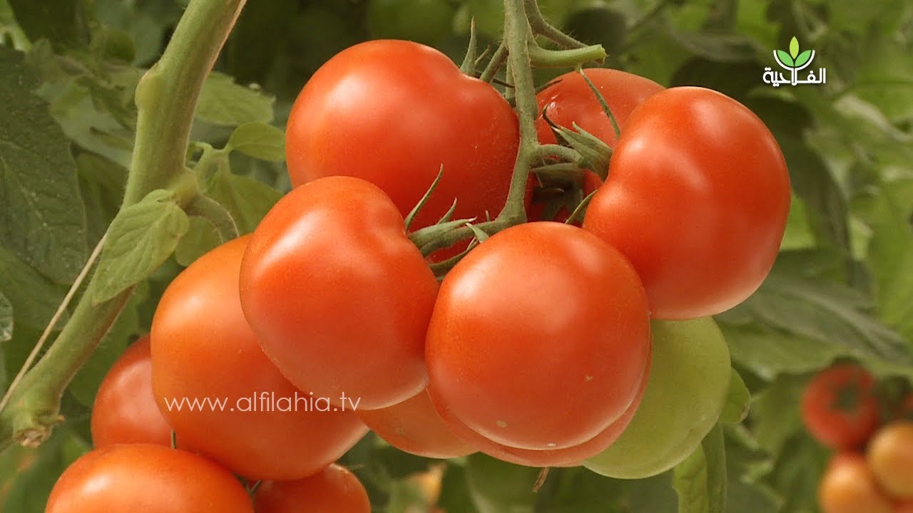 خبراء البذور يعرضون صنفا جديدا من الطماطم  مقتصدا للماء ومقاوما للأمراض على الفلاحين بسوس