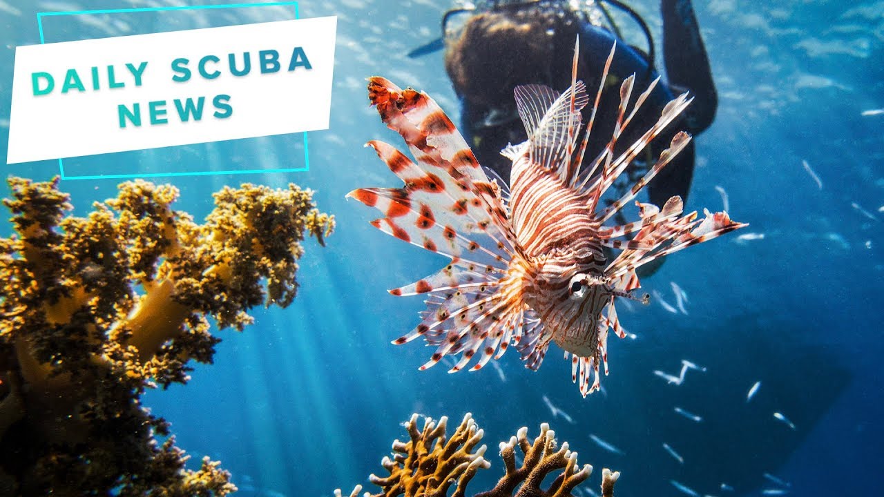 Daily Scuba News - Cyprus Has A Massive Lionfish Problem