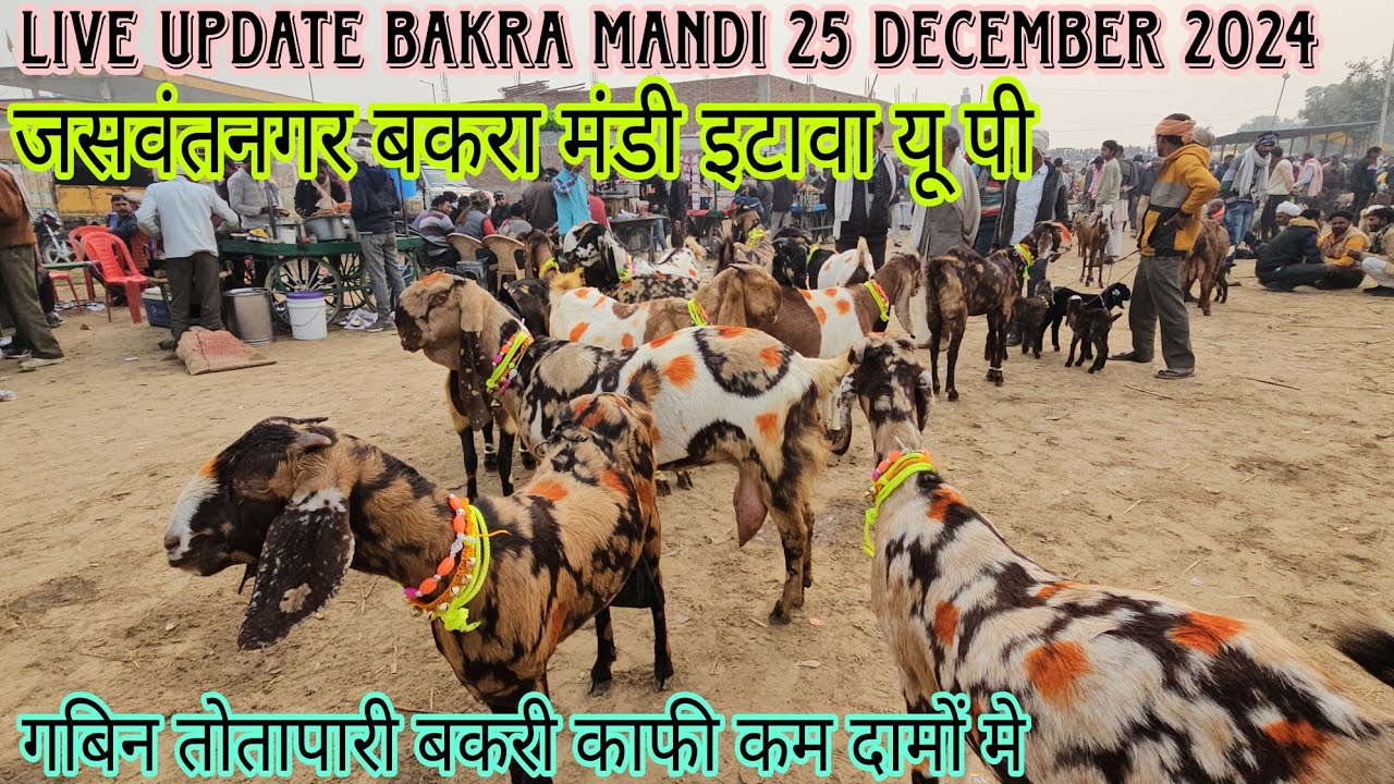 25/12/24 आज का बाज़ार Full Live Update Jaswantnagar Bakra Mandi | तोतापुरी गबिन बकरी काफी कम दामों मे