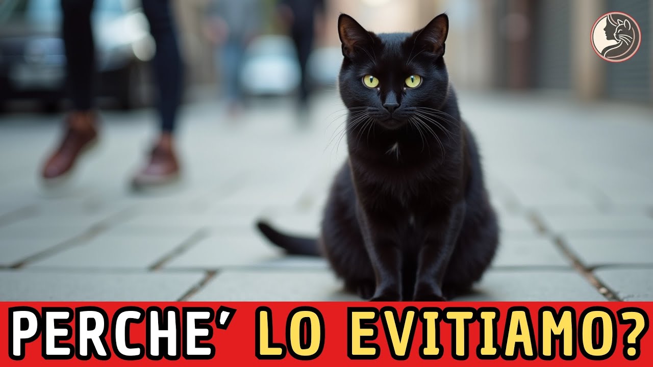Perché i gatti neri vengono ancora evitati? (senza che ce ne rendiamo conto)