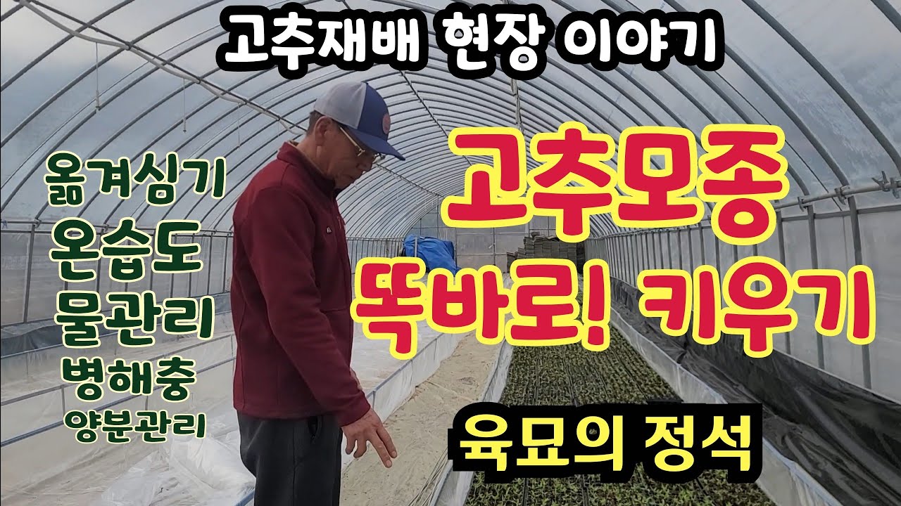고추재배 현장이야기2. 농사의 기본 육묘관리 온습도 물관리 병해충 양분관리 명인에게 듣는 현장기술